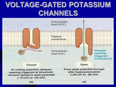 define positive cuurent potassium chanel|Potassium channel .